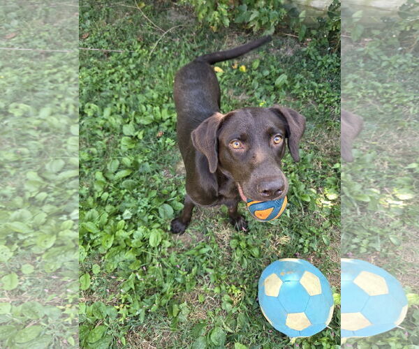 Medium Photo #7 Labrador Retriever Puppy For Sale in New Castle, DE, USA