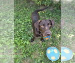 Small #6 Labrador Retriever