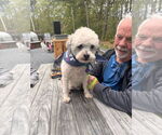 Small #7 Shih-Poo