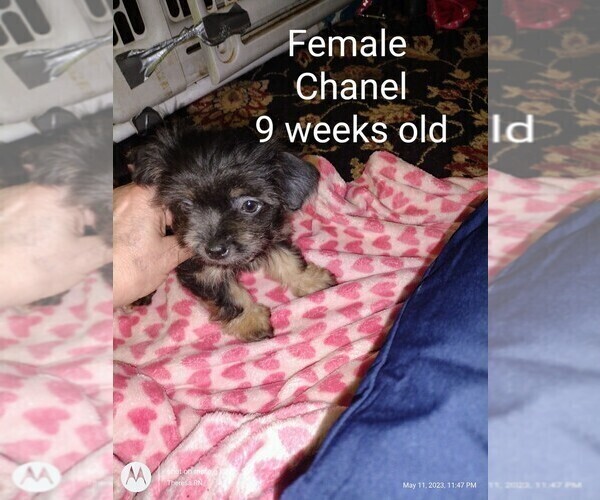 Medium Photo #5 Yorkshire Terrier Puppy For Sale in ROCK ISLAND, IL, USA