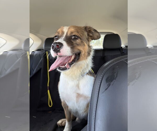 Medium Photo #8 Australian Mountain Dog Puppy For Sale in Lake Elsinore, CA, USA