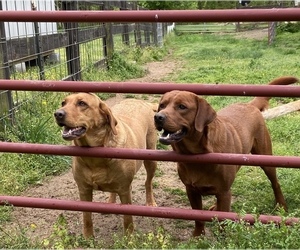 Mother of the Labrador Retriever puppies born on 09/28/2022