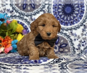 Goldendoodle (Miniature) Puppy for sale in LANCASTER, PA, USA