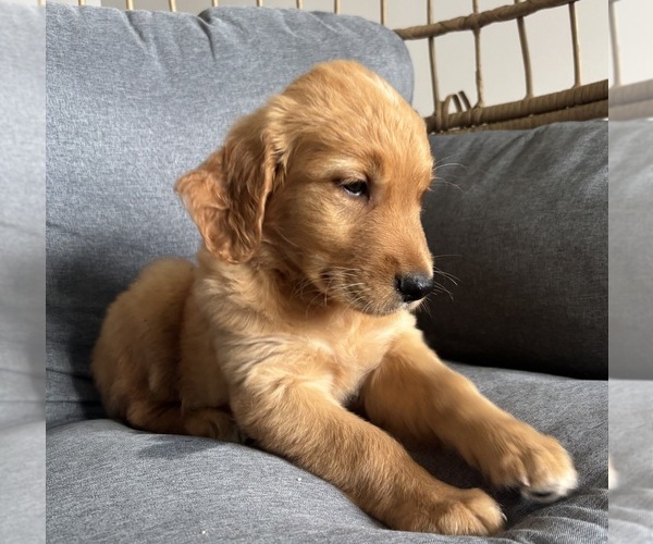 Medium Photo #2 Golden Retriever Puppy For Sale in INDIANAPOLIS, IN, USA