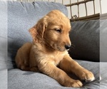 Small #1 Golden Retriever