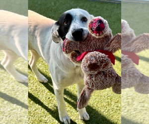 Mutt Dogs for adoption in Woodbury, NY, USA