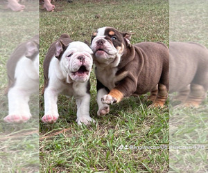 English Bulldog Puppy for Sale in MILLEDGEVILLE, Georgia USA