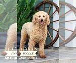 Small Photo #1 Goldendoodle (Miniature) Puppy For Sale in ITASCA, TX, USA