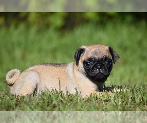 Medium Photo #8 Pug Puppy For Sale in PALM COAST, FL, USA