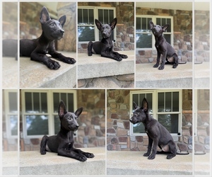 Belgian Malinois Puppy for Sale in HOWELL, Michigan USA