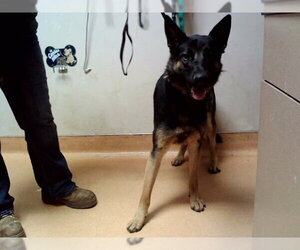 German Shepherd Dog Dogs for adoption in Martinez, CA, USA