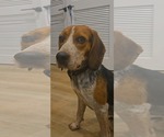 Small Photo #4 Beagle-Unknown Mix Puppy For Sale in Westwood, NJ, USA
