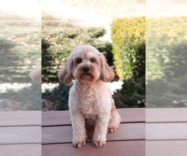 Medium Photo #2 Cavapoo (Miniature) Puppy For Sale in SYRACUSE, IN, USA