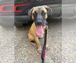 Small #1 Mutt