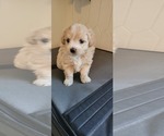 Small Photo #1 Maltipoo Puppy For Sale in NEWNAN, GA, USA