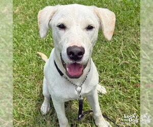 Fluffer Nugget - Male Labrador Retriever-Retriever  Mix Dog for Adoption - Photo #7