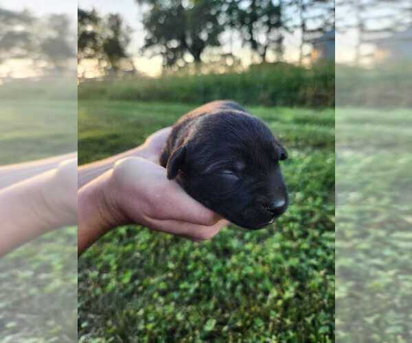 Medium Photo #7 Labrador Retriever Puppy For Sale in SABETHA, KS, USA