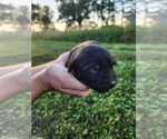 Small #6 Labrador Retriever