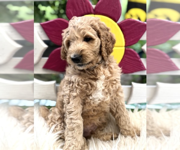 Medium Photo #3 Australian Labradoodle-Poodle (Standard) Mix Puppy For Sale in CANTON, IL, USA