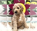 Puppy Puppy 2 Australian Labradoodle-Poodle (Standard) Mix