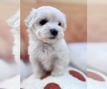 Puppy Cream Coton de Tulear
