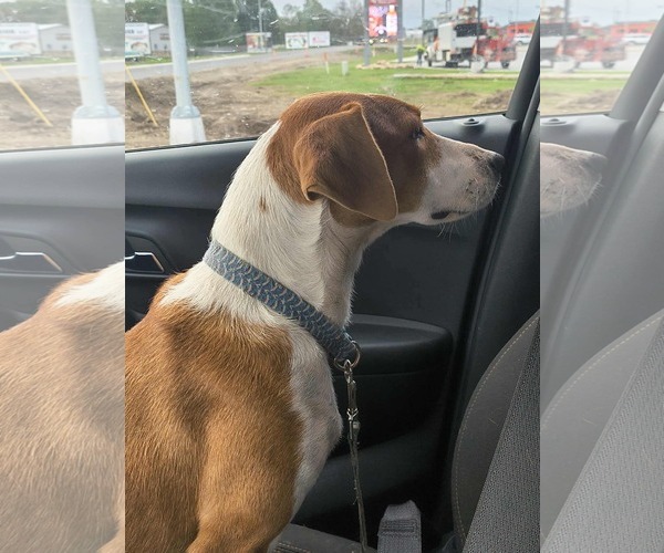 Medium Photo #3 American Foxhound-Jack Russell Terrier Mix Puppy For Sale in Stover, MO, USA
