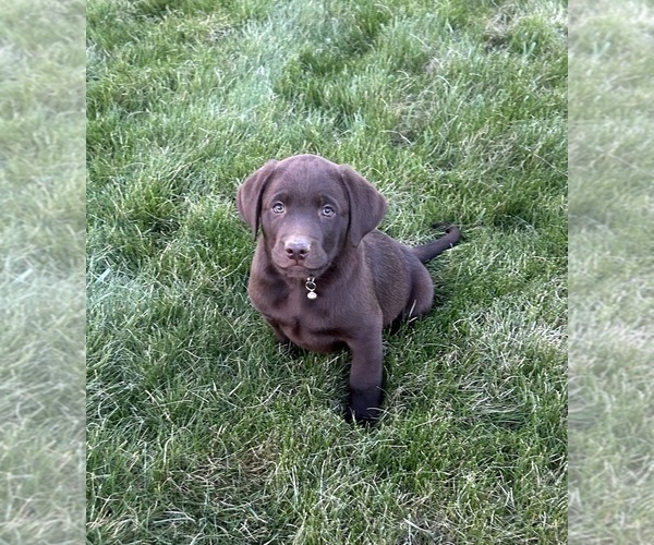 Medium Photo #6 Labrador Retriever Puppy For Sale in FREDERICKSBG, OH, USA