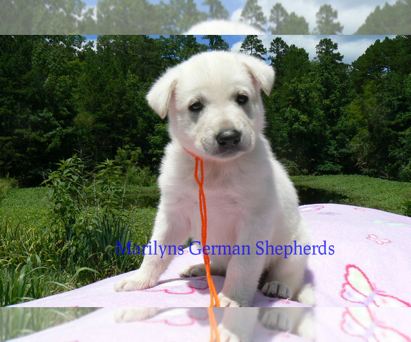 Medium Photo #2 German Shepherd Dog Puppy For Sale in PIEDMONT, MO, USA