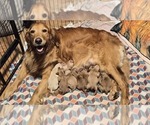 Small Photo #1 Golden Retriever Puppy For Sale in CUMMING, GA, USA