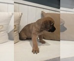 Small #3 Anatolian Shepherd-English Mastweiler Mix