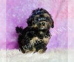 Small #3 Morkie
