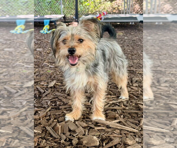 Medium Photo #1 Mutt Puppy For Sale in Lawrenceville, NJ, USA