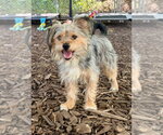 Small Mutt