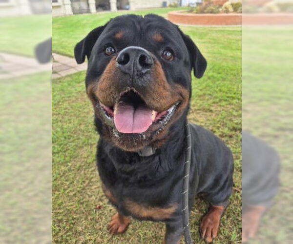 Medium Photo #1 Rottweiler-Unknown Mix Puppy For Sale in Ventura, CA, USA