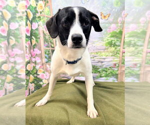 Beagle-Unknown Mix Dogs for adoption in Bryant, AR, USA