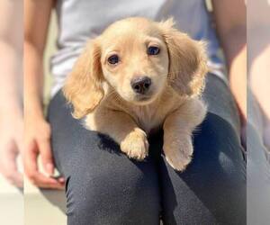 Dachshund Puppy for sale in Nepean, Ontario, Canada