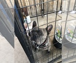 Small Photo #9 French Bulldog Puppy For Sale in BAKERSFIELD, CA, USA