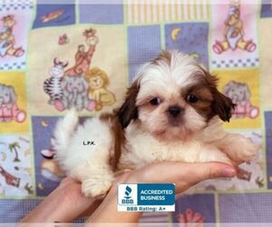 Shih Tzu Dog for Adoption in WINNSBORO, Louisiana USA