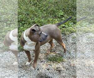 Ryan - Male American Staffordshire Terrier-Bulldog Mix Dog for Adoption - Photo #2