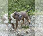 Small Photo #2 American Staffordshire Terrier-Bulldog Mix Puppy For Sale in Frenchburg, KY, USA