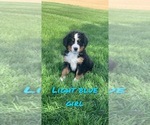Small Photo #3 Bernese Mountain Dog Puppy For Sale in BROWNSTOWN, IN, USA