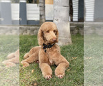 Small Photo #11 Goldendoodle Puppy For Sale in GLENDALE, CA, USA