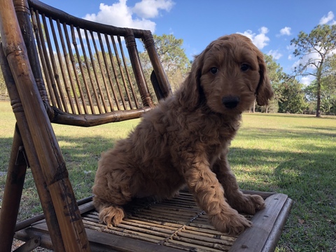 Medium Photo #1 Goldendoodle Puppy For Sale in SARASOTA, FL, USA