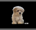 Small Photo #1 Maltipoo Puppy For Sale in SAN DIEGO, CA, USA