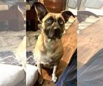 Small #8 Labrador Retriever Mix
