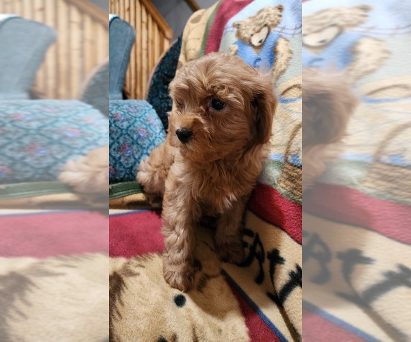 Medium Photo #11 Cavapoo Puppy For Sale in GREENWOOD, WI, USA