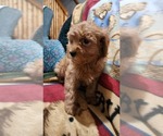 Small Photo #11 Cavapoo Puppy For Sale in GREENWOOD, WI, USA