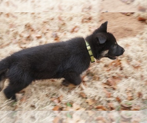 Medium Photo #27 German Shepherd Dog Puppy For Sale in NOBLE, OK, USA