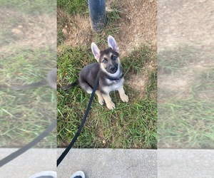 German Shepherd Dog Puppy for sale in ABINGDON, VA, USA