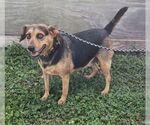 Small Beagle Mix